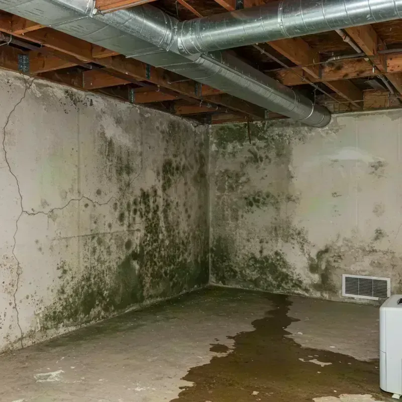 Professional Mold Removal in Plainfield, IL